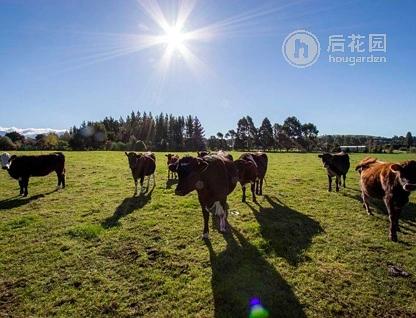 485a Upper Plain Road, Upper Plain, Masterton, 0 Schlafzimmer, 0 Badezimmer