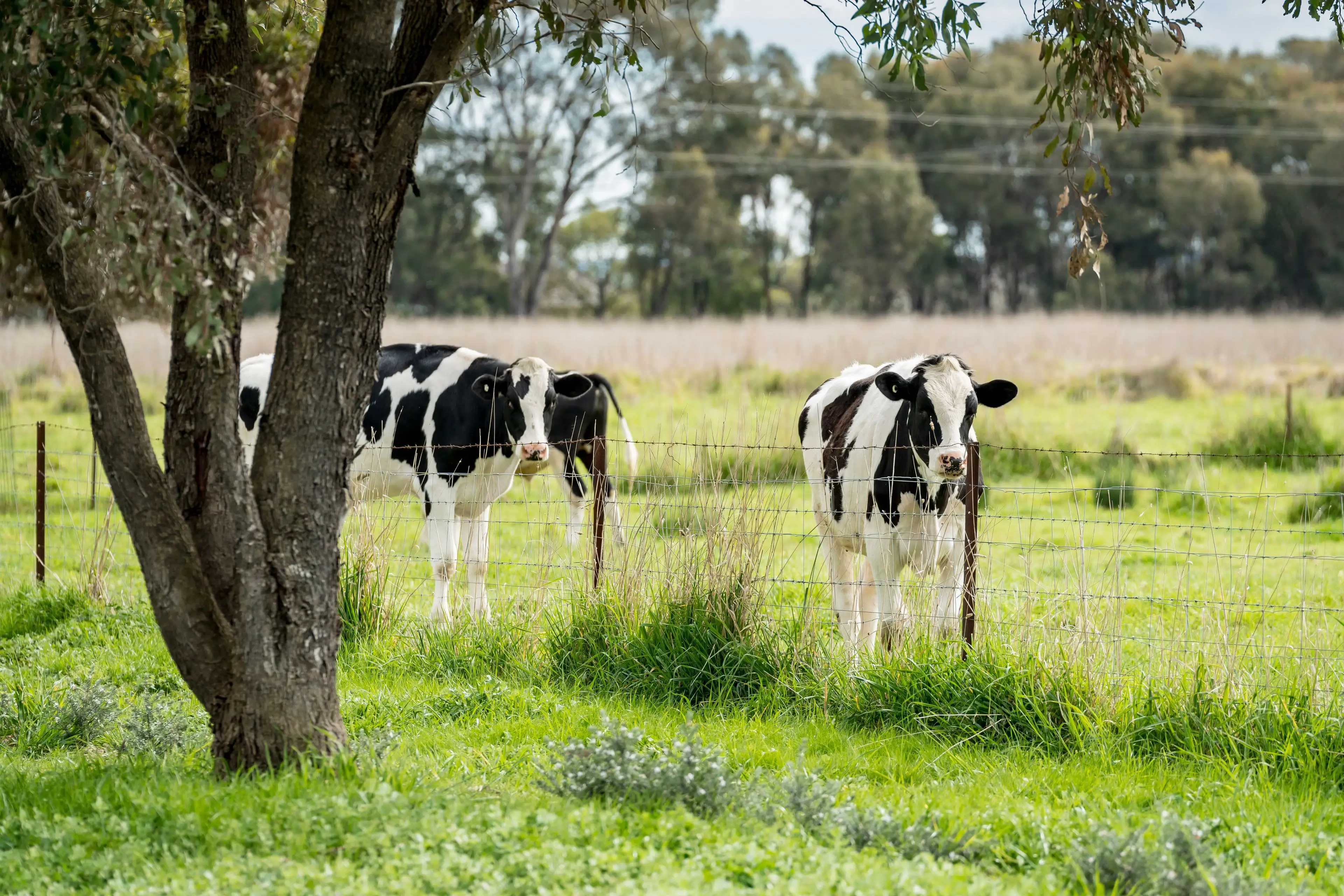 3168 OLYMPIC HWY, Culcairn, Riverina, 0 phòng ngủ, 0 phòng tắm, Section