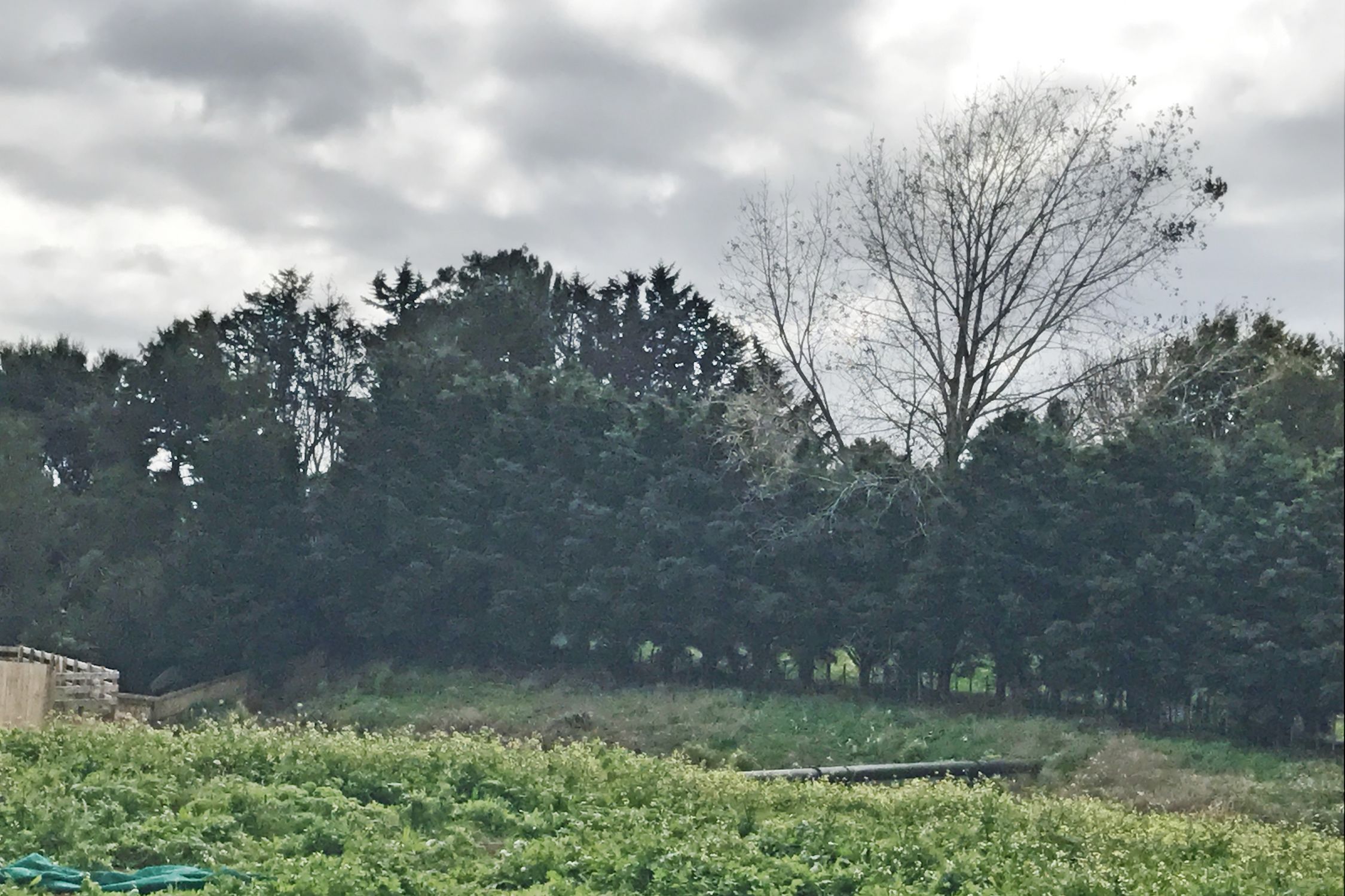2 Rees Way Pvt, Tuakau, Franklin, 4 Bedrooms, 0 Bathrooms