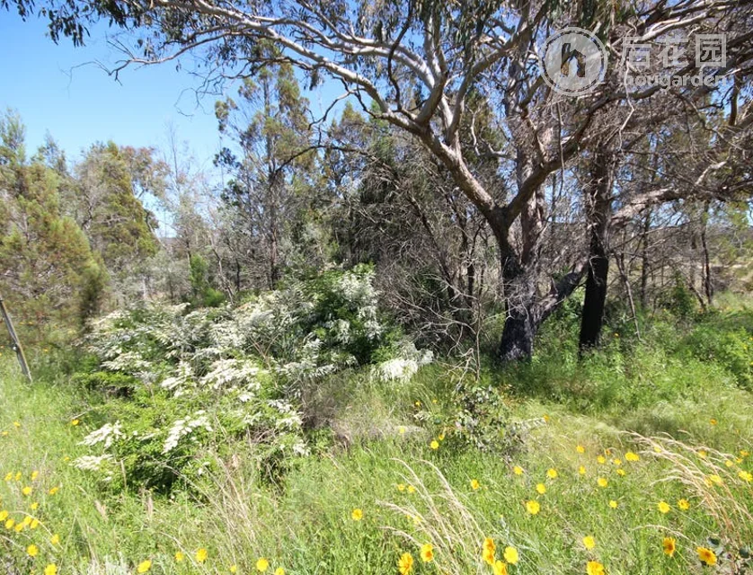 LOT 3 CALVERT RD, GLEN APLIN QLD 4381, 0 ਕਮਰੇ, 0 ਬਾਥਰੂਮ, Section