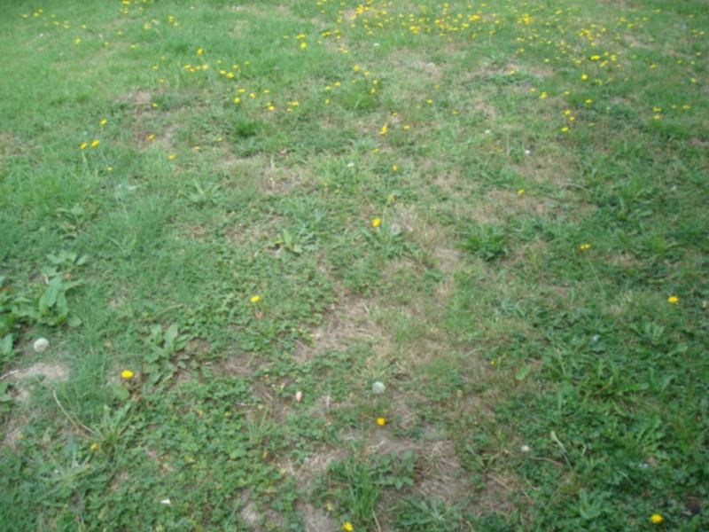 Residential  Mixed Housing Suburban Zone