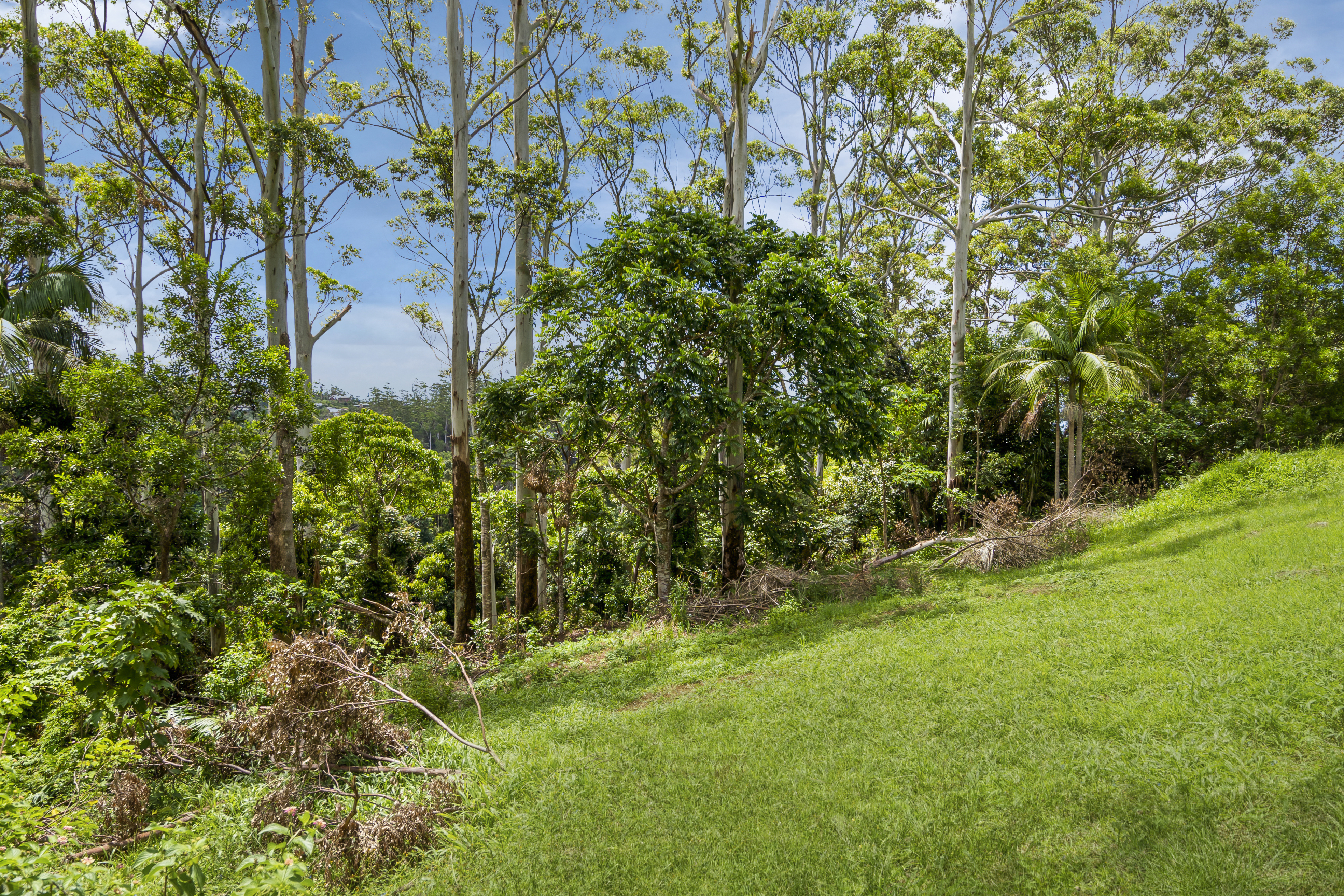17 KATOOMBA CR, Tamborine Mountain, Gold Coast, 0 कमरे, 0 बाथरूम, Section