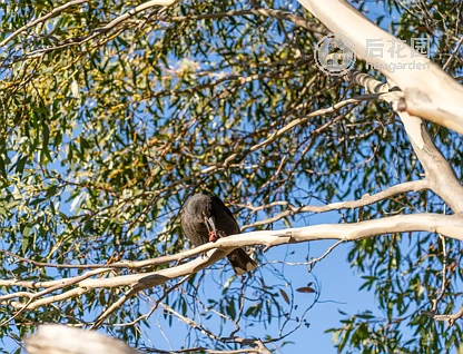 16 ANGLERS CR, MIENA TAS 7030, 0 ਕਮਰੇ, 0 ਬਾਥਰੂਮ, Section