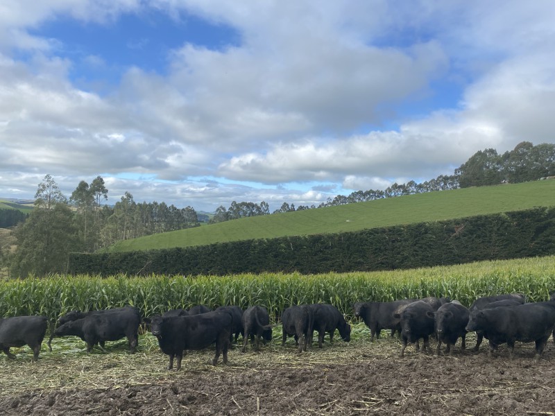 420 Dunrobin Road, Five Forks and Surrounds, Waitaki, 3 rūma, 1 rūma horoi