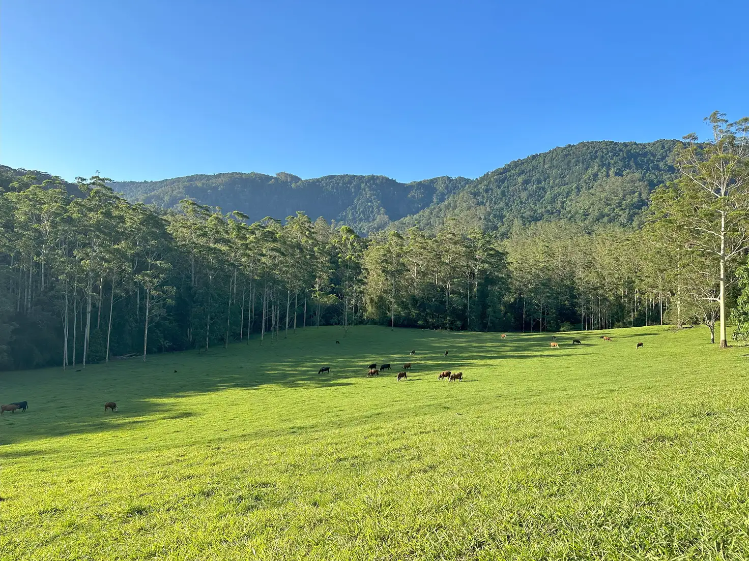 BARTON HALL 650 DARKWOOD RD, Thora, North Coast, 0房, 0浴, Lifestyle Section