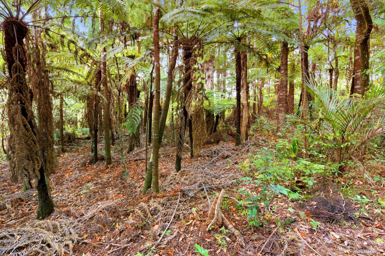 Residential  Large Lot Zone