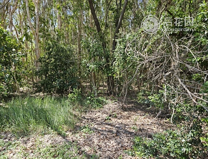 5 MANGO TREE CT, FORREST BEACH QLD 4850, 0房, 0浴, Section