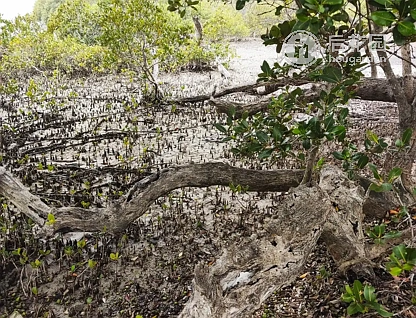 53 BEELONG ST, MACLEAY ISLAND QLD 4184, 0 ਕਮਰੇ, 0 ਬਾਥਰੂਮ, Section
